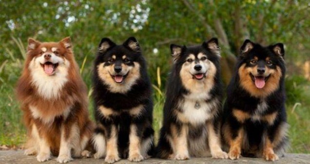 Rüyada Köpek Görmek Ne Anlama Geliyor?